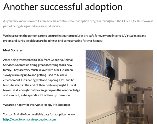 toronto cat rescue blog